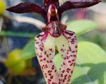 Bulb. lasiochilum (fragrance) x sib, orchid species with very special strawberry fragrance
