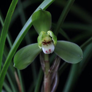 Cymbidium goeringii 'Gui Yuan Mei' 春蘭 桂圆梅, fragrant, Easy to care image 3