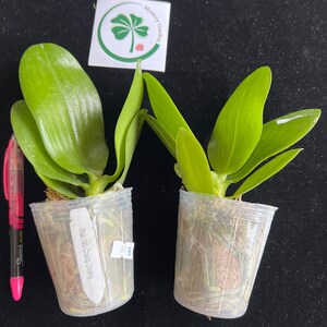Phal. Tzu Chiang Chrisna, Fragrant Smell Like Roses - Etsy