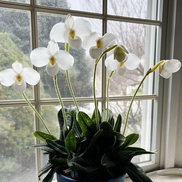 In spike! Paph. delenatii var. album x sib (white color), fragrant