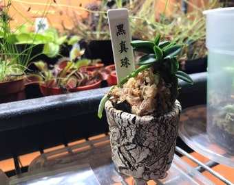 Neofinetia falcata 'Kuroshinjyu' 黒真珠, small orchids