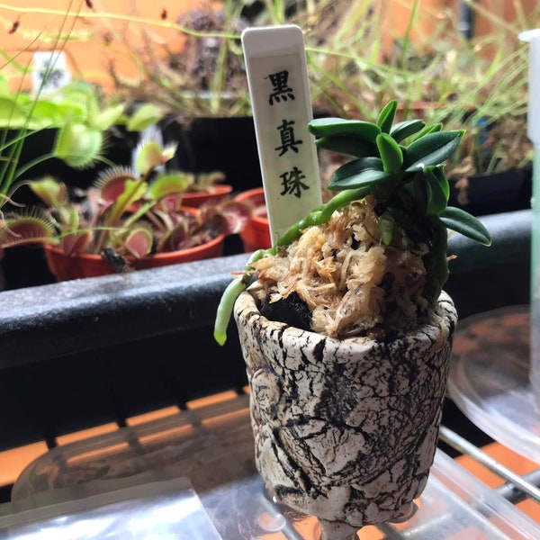 Neofinetia falcata 'Kuroshinjyu' 黒真珠, small orchids