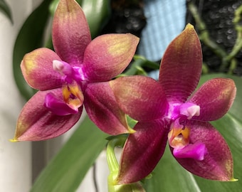 Phal. Meidarland Kaiulani '704', fragrant