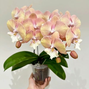 Rare! Phal. Harck Rainbow, big lips with gradient color, flower color changes/fades over time!