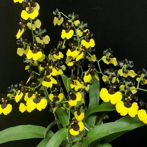 Onc. Gomesa Jiaho Queen &#39;Jia Ho&#39; FCC/AOS (Mini Oncidium)
