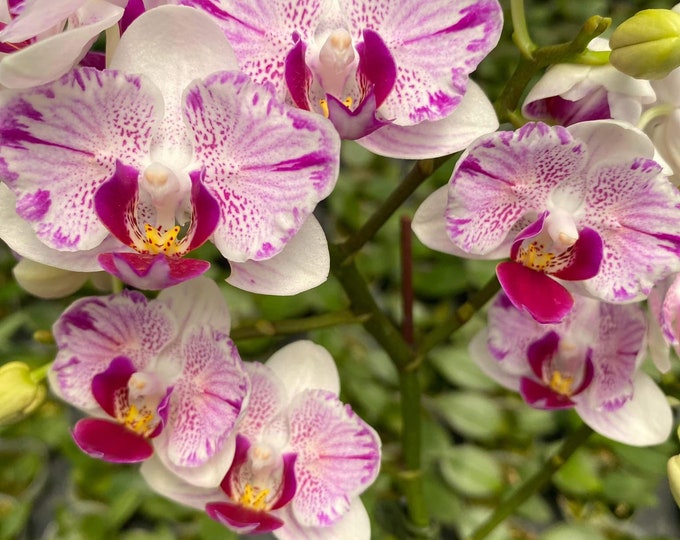 Phal. Ching Ann Gem ‘peloric’ - Etsy