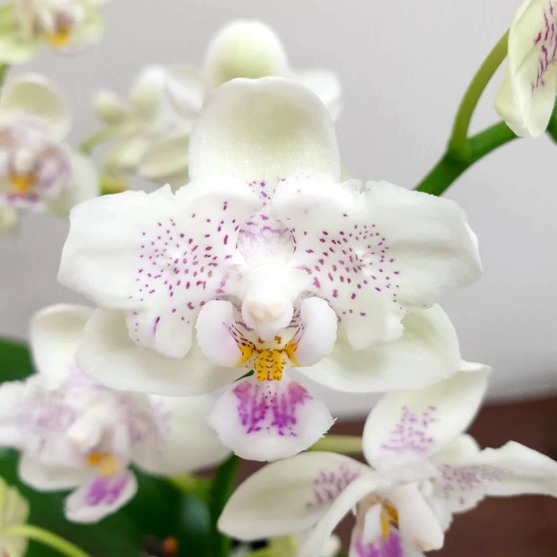 In bloom Phal. Younghome Lucky Star '0020' peloric, fragrant image 2