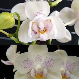 In bloom Phal. Younghome Lucky Star '0020' peloric, fragrant image 6