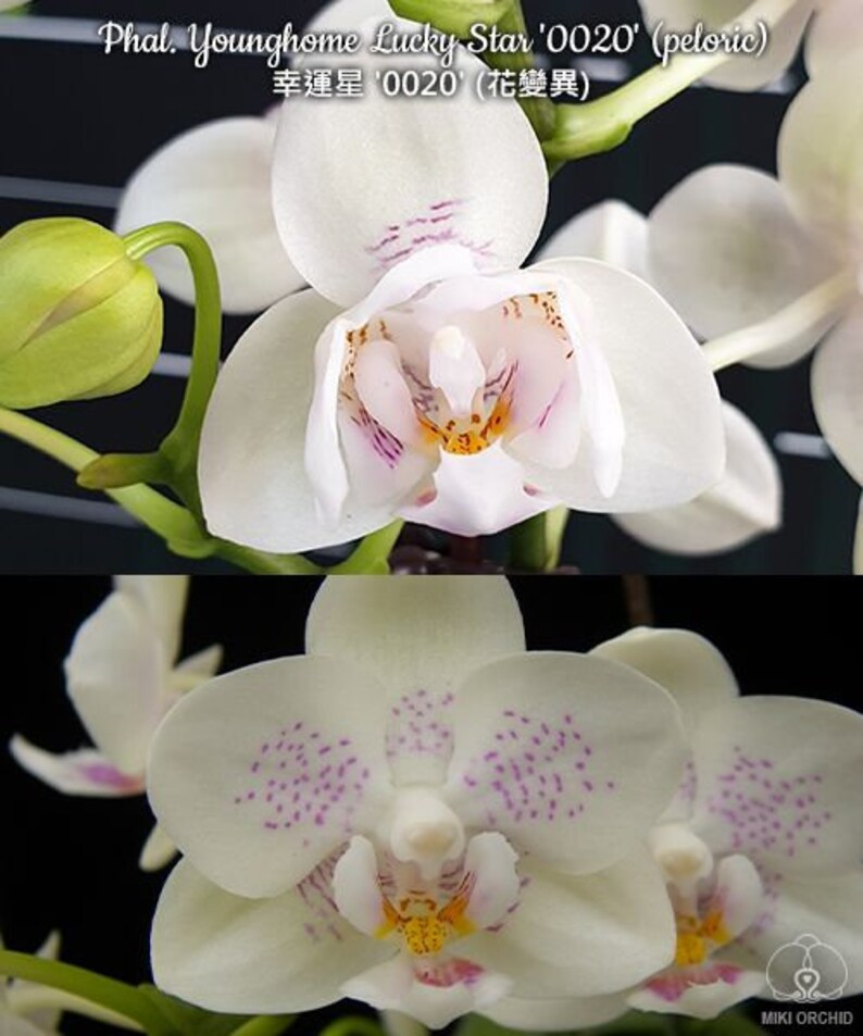 In bloom Phal. Younghome Lucky Star '0020' peloric, fragrant image 6