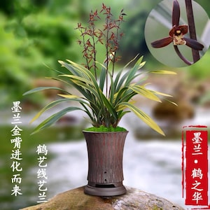 Cymbidium Sinese ‘’He Zhi Hua (Golden Swan)‘’ with golden leaves, 墨兰 ‘鹤之华’ - fragrant