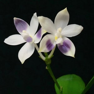 In spike/bloom Phal. tetraspis 'Blue' sib may show different patterns of petal color on each flower image 3