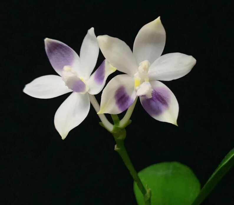 In spike/bloom Phal. tetraspis 'Blue' sib may show different patterns of petal color on each flower image 3
