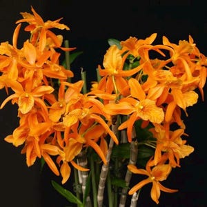 Den Stardust &#39;Firebird&#39;, very bright/vivid orange color, so pretty and fruity fragrance!