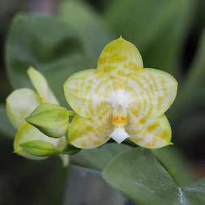 Very rare! Phal. Mituo Golden Tiger 'White Tiger' AM/AOS - fragrant, 2.5’ pot