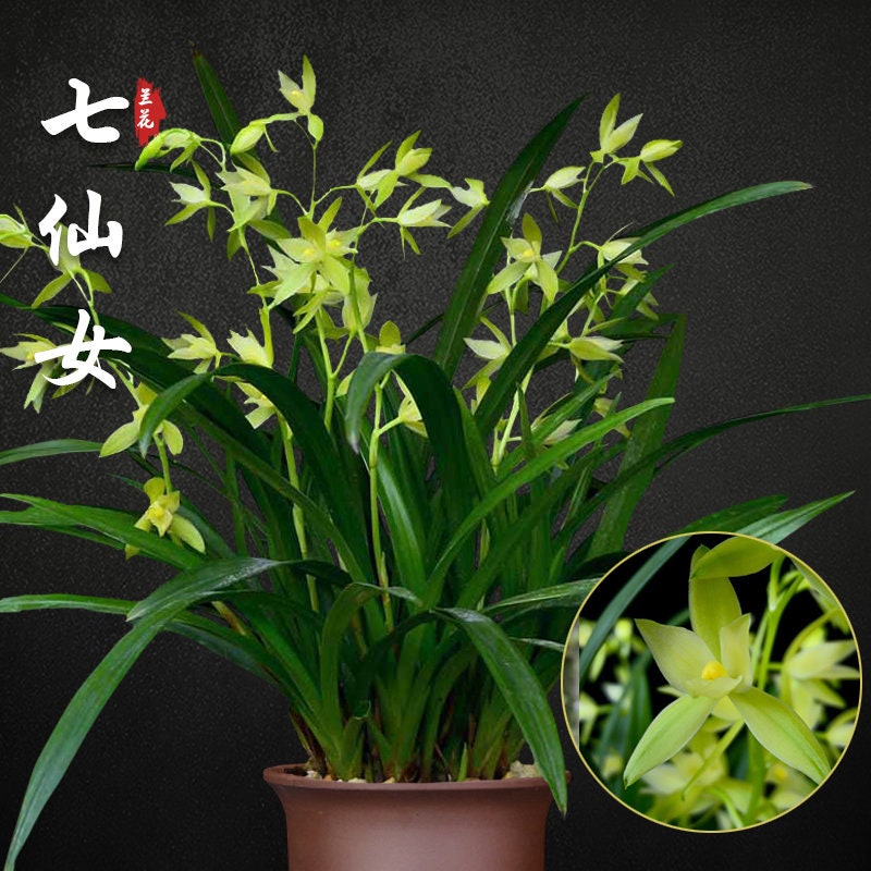 MysteryGardenStore - Etsy