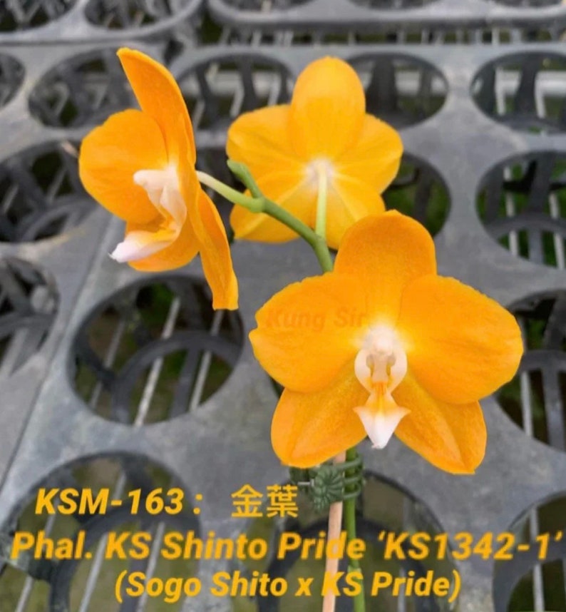 Phal. KS Shito Pride KSM-163 小金葉 waxy flower, long flowering time, color changes/darker over time image 5