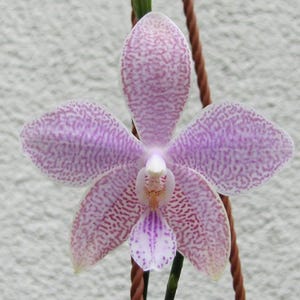 Phalaenopsis Almaho (Phal. speciosa × schilleriana),  lovely pink and yellow flowers, fragrant