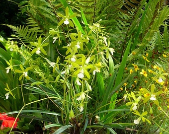 In spike! Encyclia tampensis v. alba x self (Florida Butterfly Orchid), very fragrant