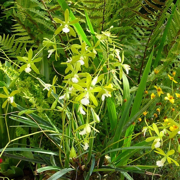 In spike! Encyclia tampensis v. alba x self (Florida Butterfly Orchid), very fragrant