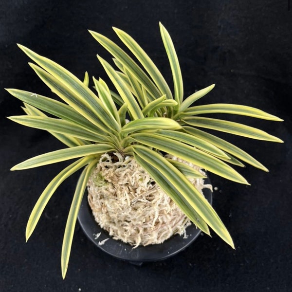 Neofinetia falcata 'Tenkeifukurin' 天恵覆輪