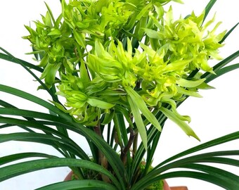 Cymbidium goeringii ‘Hua Kai Fu Gui (Blooming Rich)' 春兰铭品 ‘花开富贵’ fragrant