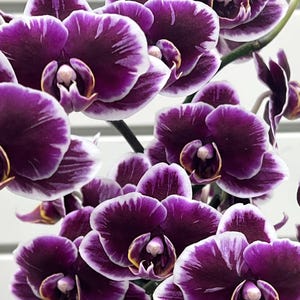 In Spike! Phal. Miki Black Angel '364', Unique Dark Colored