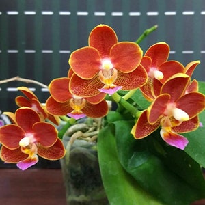 In baby spike - Phal. Yaphon Perfume ’815‘, orange red flowers, very fragrant