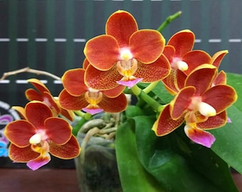 In baby spike - Phal. Yaphon Perfume ’815‘, orange red flowers, very fragrant