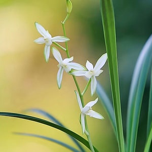 Cymbidium Ensifolium ‘Guo Se Tian Xiang (The Pretty)’ 建兰/四季兰 ‘国色天香’, fragrant