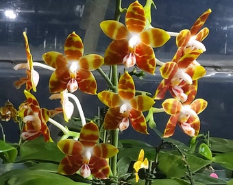 In Spike! Phal. amboinensis var. yellow x sib, very fragrant, sequential bloomer