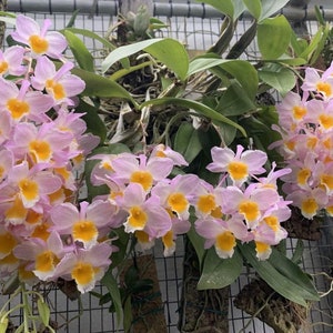 Dendrobium farmeri, very fragrant! — den species