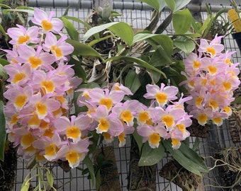 Dendrobium farmeri, species, very fragrant