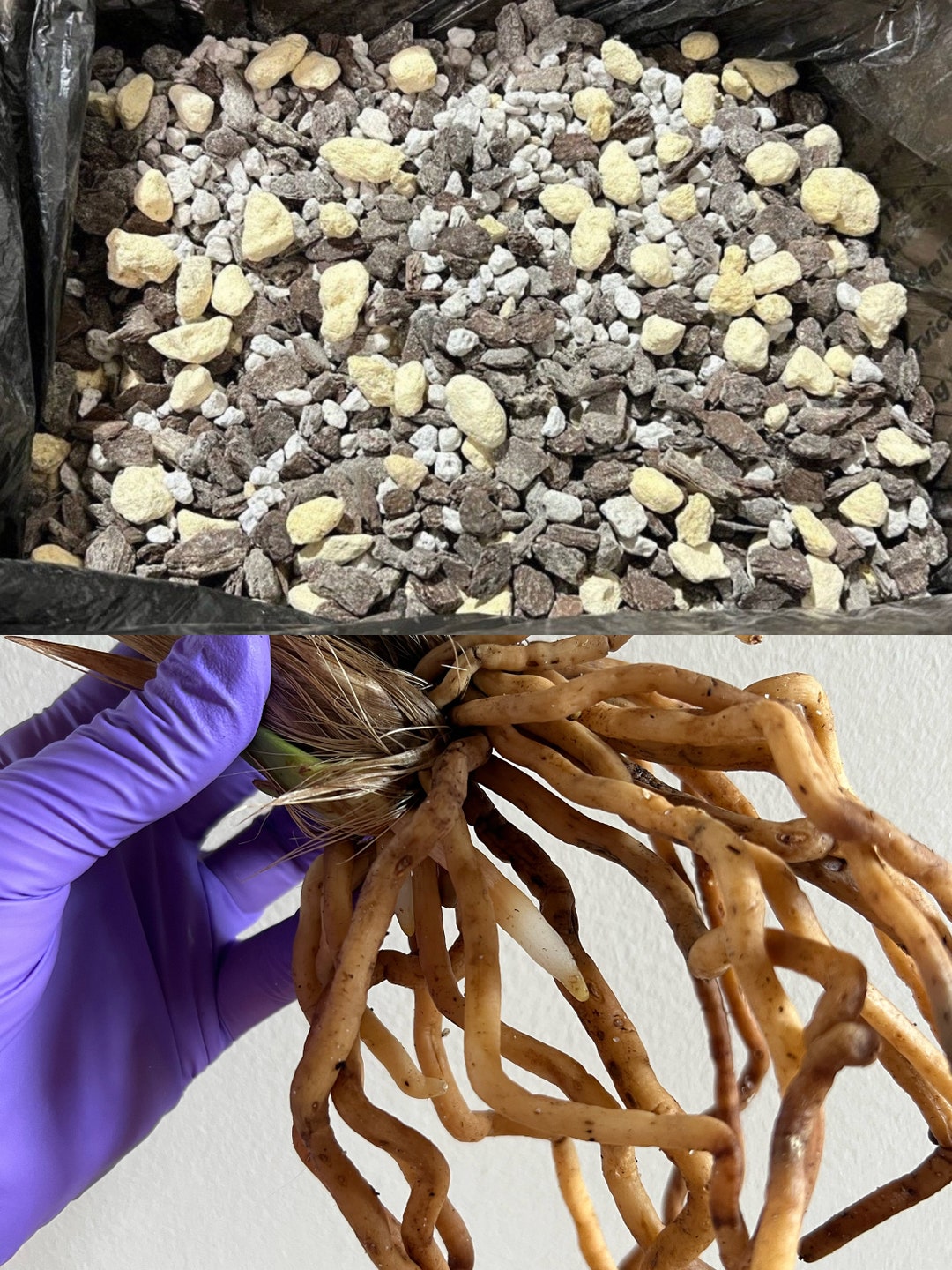 Premium Potting Mix Ready for Cymbidium, Cattleya, Dendrobium and Other