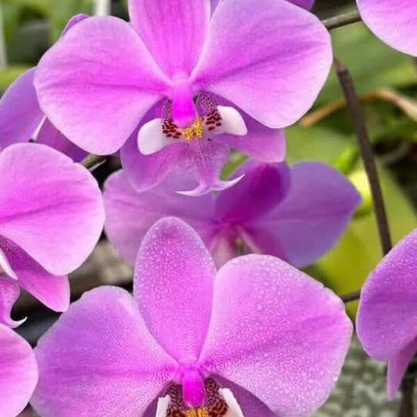 In spike! Phal. schilleriana var. purpurea x sib, mottled leaves, fragrant orchid species