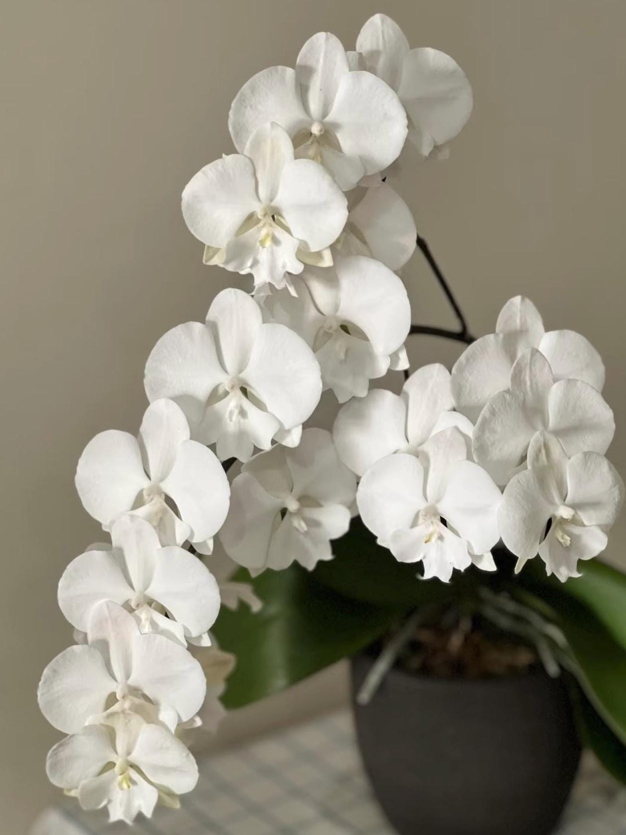 Phal. Miki White Swan '00', Big White Flowers, Robust Root System
