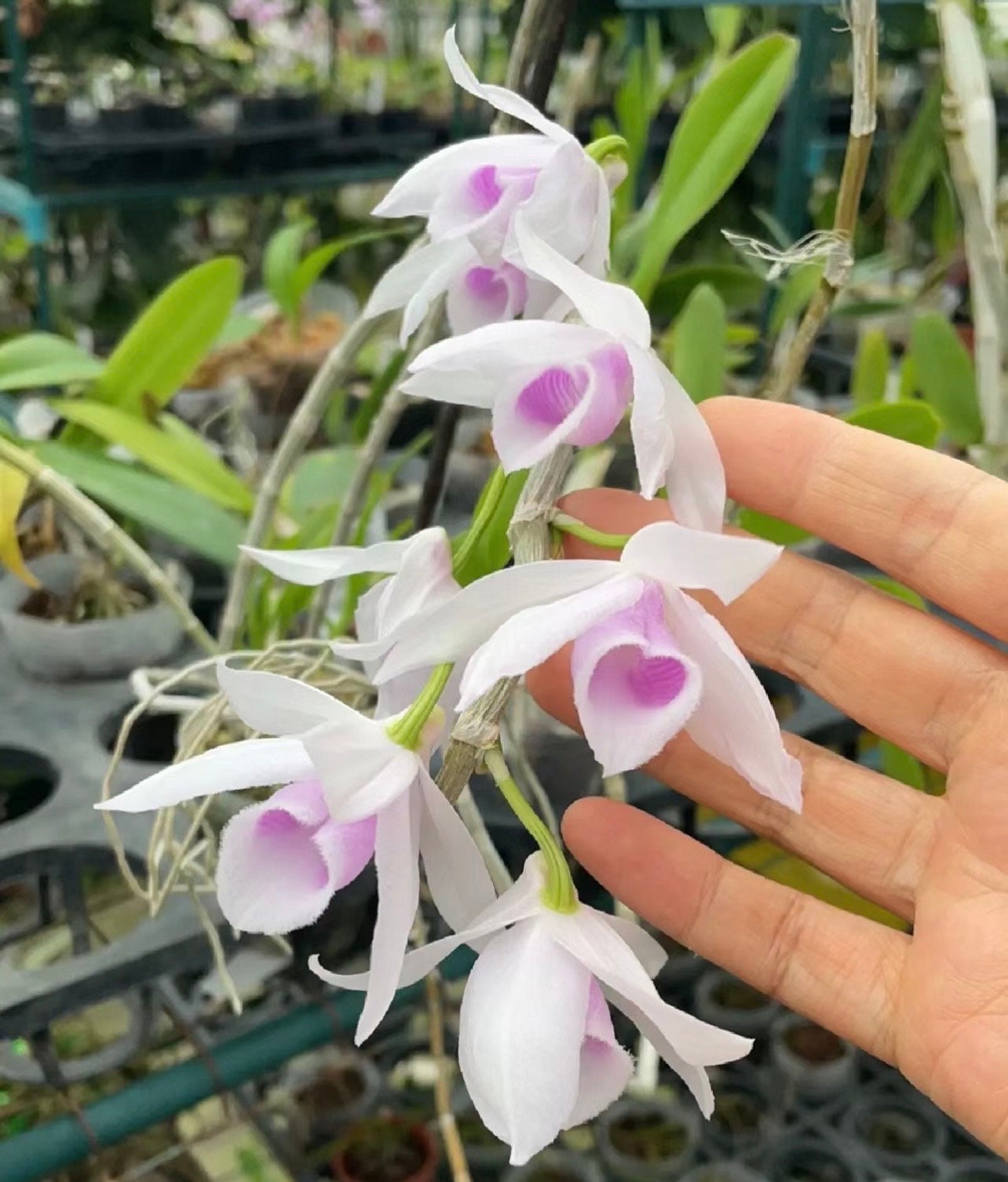 Den. Anosmum Var Semi-album 'pink', Orchid Species, Raspberry