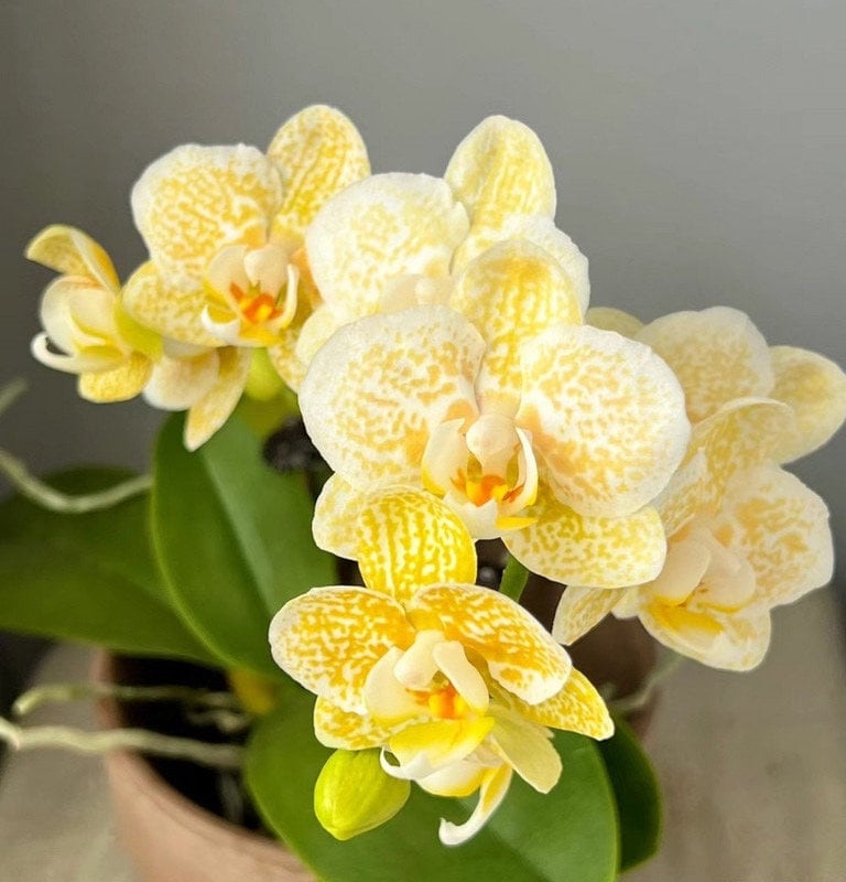 Rare! Phal. Yaphon Golden Leopard 'AN6609', Very Cute Flowers