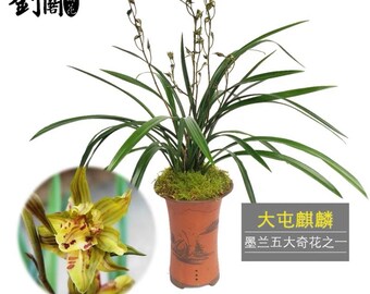 Cymbidium sinese 'Datun Kylin' 墨蘭五大奇花之一 ‘大屯麒麟’, fragrant