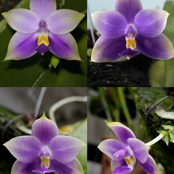 In spike! Phal. violacea var. coerulea × sib, orchid species, rare and very fragrant, sequential bloomer!