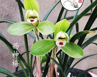 Cymbidium goeringii 'Xi Shen Mei' 春蘭无上神品  ‘西神梅’, Easy to care