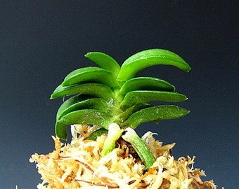 Neofinetia falcata 樹海 Jukai, rare and very fragrant!