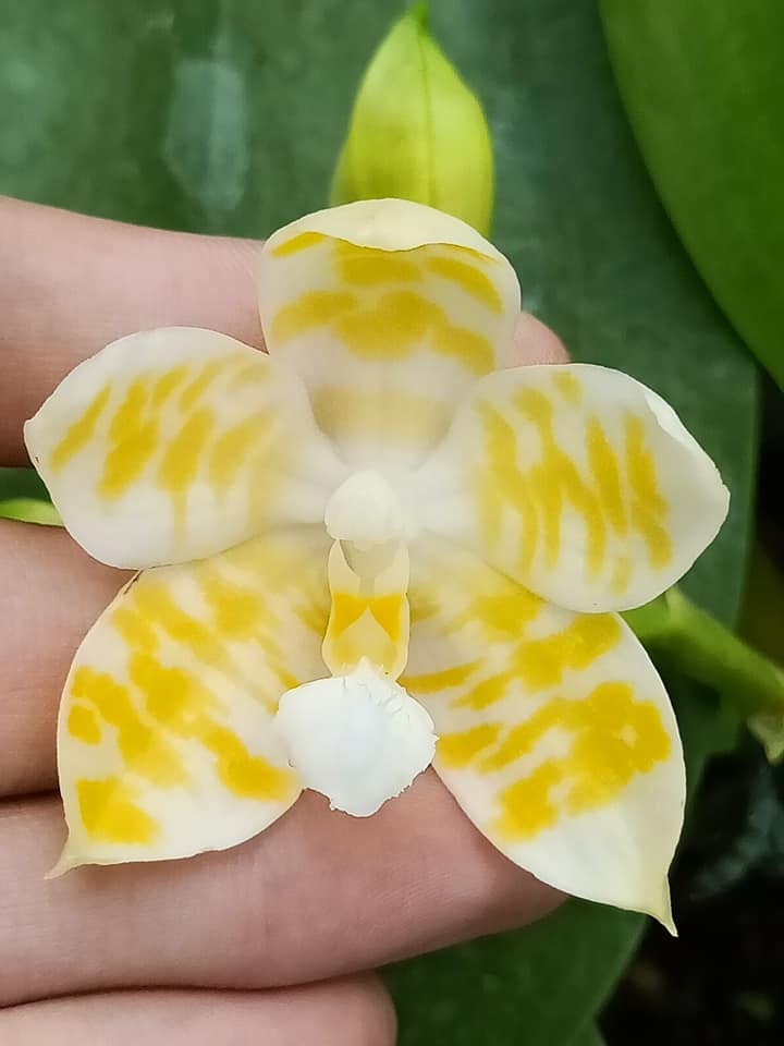 Phal. KS Super Zebra 'golden Zebra' - Lemon Fragrance, Creamy