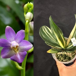 Special foliage! Phal. Evarise Blue Angel (variegata), lovely flowers, multiflora, fragrant