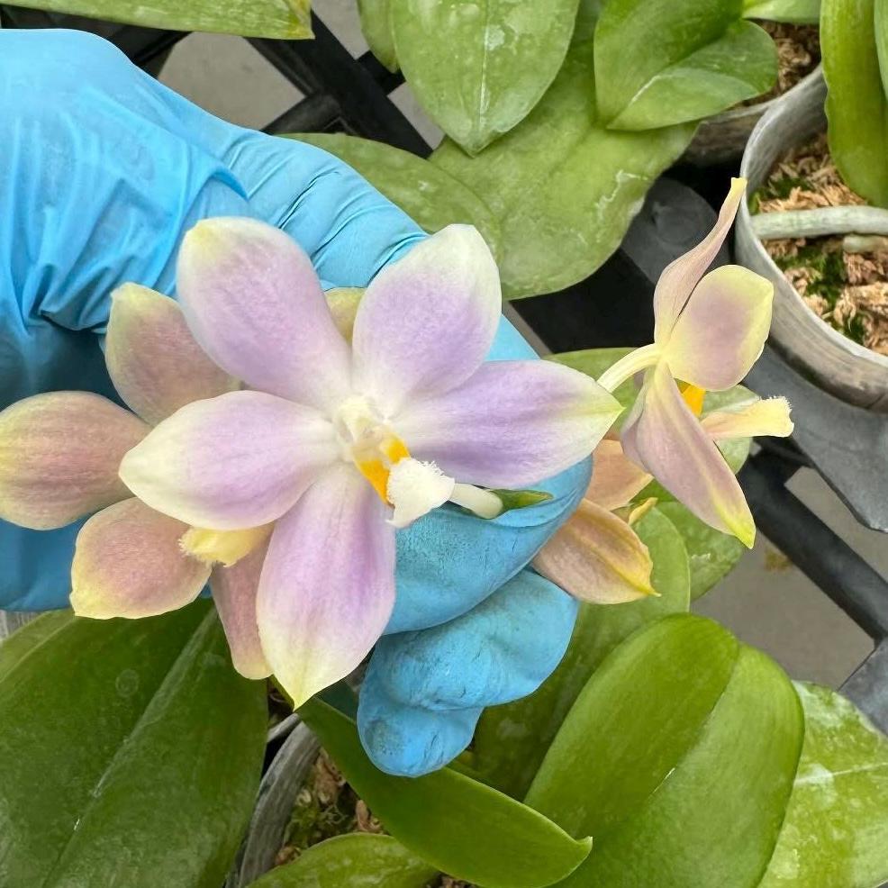 Phal. (speciosa X Mituo Prince) X SWR Raindrops, YU23DS , Fragrant