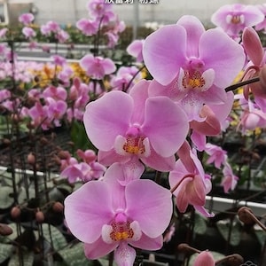 In Spike Phal. Schilleriana 'pink Butterfly' AM/AOS, Mottled In Spike Phal. Schilleriana 'pink Butterfly' AM/AOS, Mottled