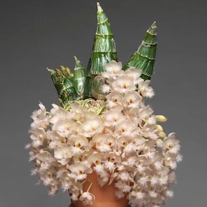 Clowesetum Rebecca Northen 'mikkabi' - Fragrant, Mini Orchid - Etsy