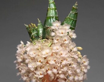 Orchid Zygopetalum Zygonisia Murasaki Komachi Live Plant - Etsy