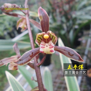 Cymbidium Sinese ‘Pacific Ocean’ with golden leaves, 墨兰 “太平洋”, fragrant