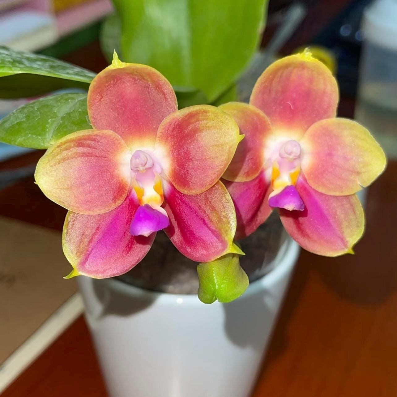 MysteryGardenStore - Etsy Sweden