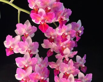 Phal Liu's Berry 'Trinity', peloric 3-lips, pretty flowers, multiflora, fragrant